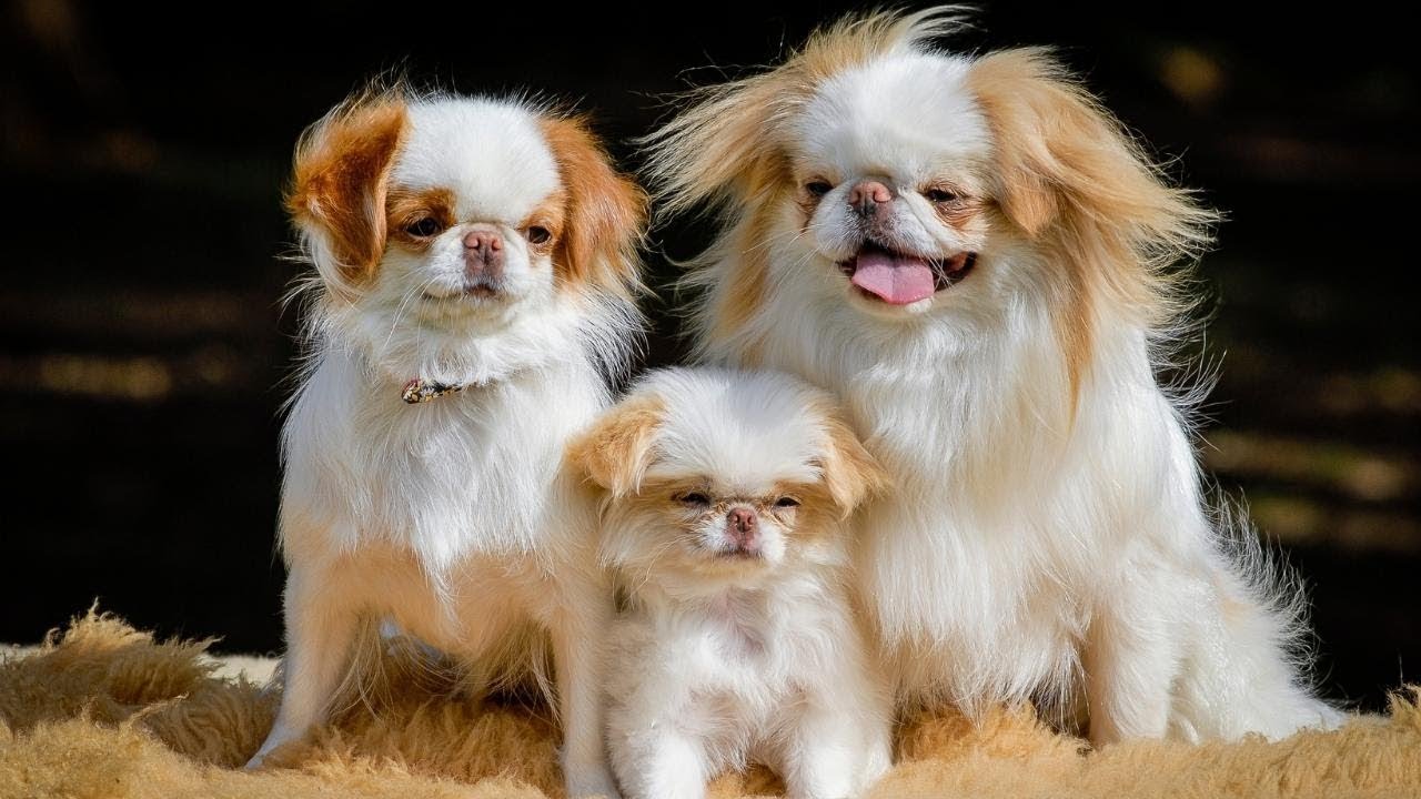 can a japanese chin and a pekingese be friends