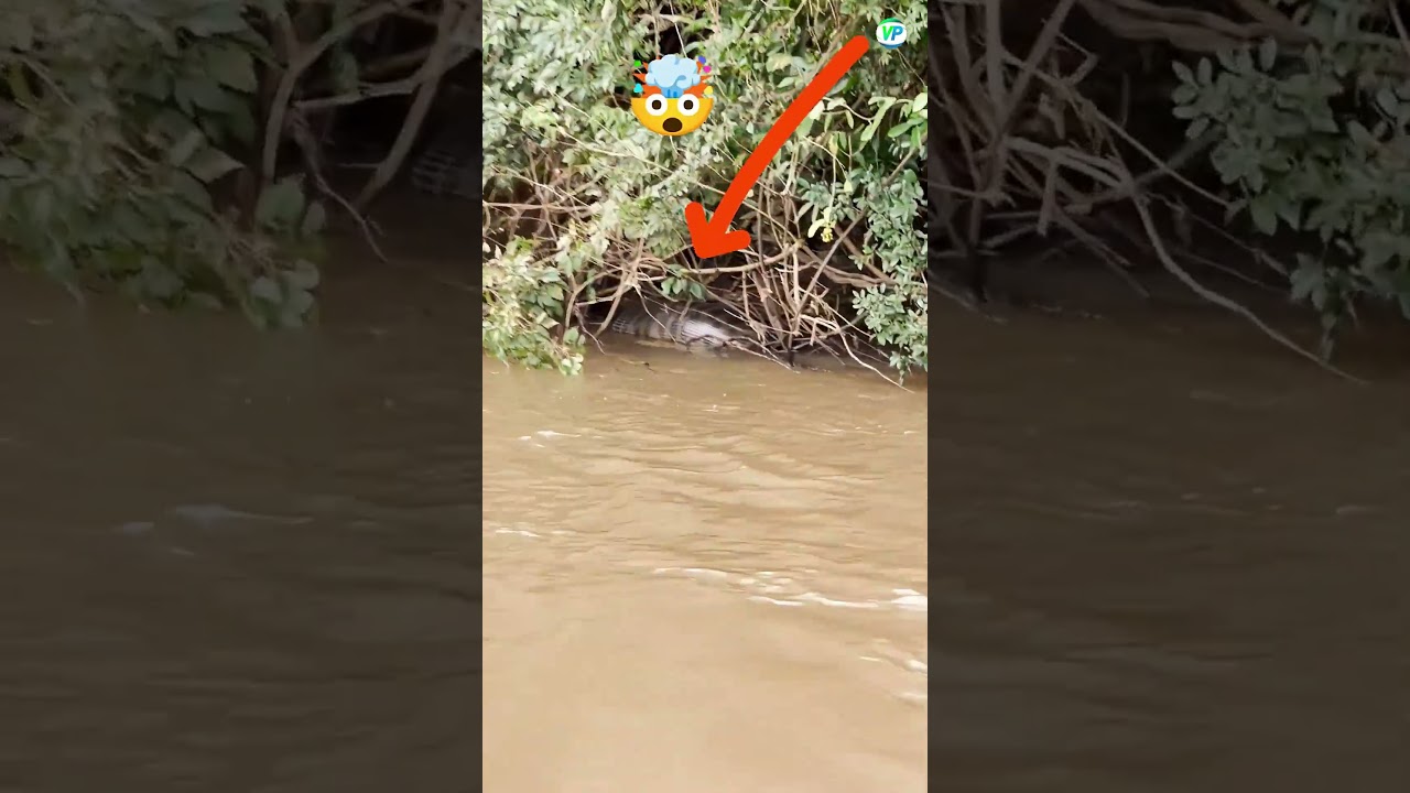 20 feet Giant anaconda found in golden river