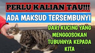 MAKSUD KUCING YANG SUKA MENGGOSOKKAN TUBUHNYA KEPADA KITA!!! ARTI KUCING MENGGOSOKKAN BADAN KE KAKI