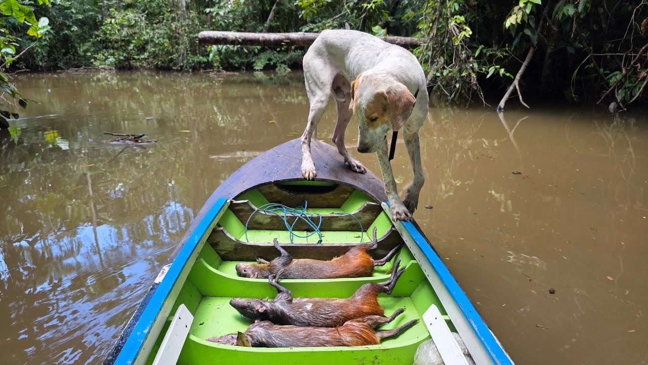 Mais uma caçada de cotia com cachorro, essa foi top, vejam! 