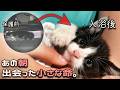 ひとりぼっちだった子猫が、家族に迎えられるまで。