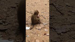 Pity Leo was h.i.t by his mother again funny video foryou monkey viral shorts