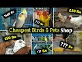 🕊️പക്ഷികളും വളർത്തുമൃഗങ്ങളും വില കുറവിൽ | Cheapest Bird's & Pets Shop | Cheap Shop