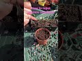 How to repot your cosmos seedlings