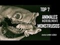 Top 7 animales increiblemente monstruosos nunca antes vistos