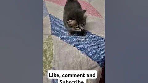 Video 7378401: kitten maine coon meow, cute maine coon kitten, baby maine coon kitten, funny maine coon kitten, cat kitten cute