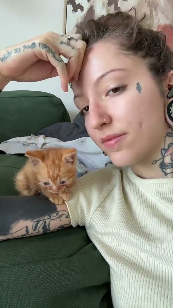 bébé chaton très mignon