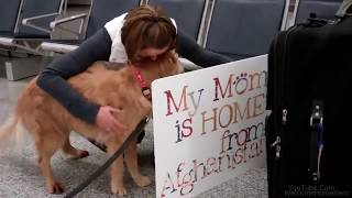 Dogs Welcoming Soldiers Home Compilation #5
