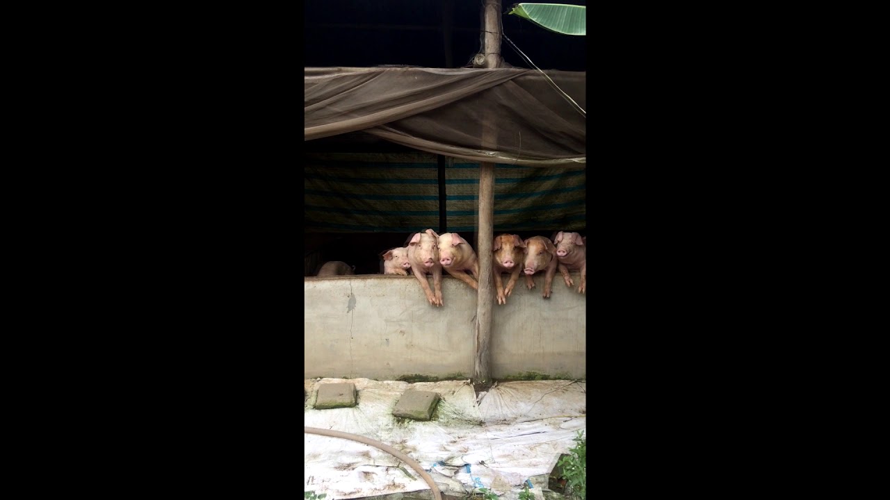 Khi những con heo đòi ăn! kkk thách bạn bật loa lớn hết cỡ - YouTube