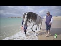 TodoCaballo | Terapia del mar para sanar a los caballos