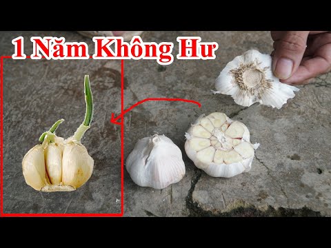 Cách Bảo Quản Tỏi 1 Năm Không Hư Cực Hay / Hướng Dẫn Cách Bảo Quản Củ Hành , Tỏi Ngày Tết Không Hư Cách Bảo Quản Tỏi 1 Năm Không Hư Cực Hay / Hướng Dẫn Cách Bảo Quản Củ Hành , Tỏi Ngày Tết Không Hư