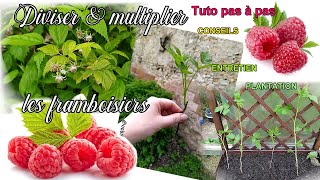 Diviser &amp; multiplier les framboisiers pour plants et framboises à l&#39;infini &amp; gratuit bouturage