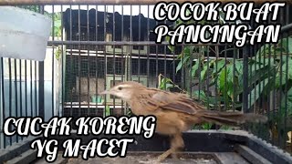 CUCAK KORENG GACOR SUARANYA SANGAT UNIK