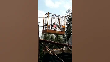 تغريد الحسون الملك عنابة 