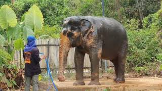 ELEPHANT JUNGLE PHUKET THAILAND #phuket #thailand #travel #phananh #gezi #asianelephants #elephant