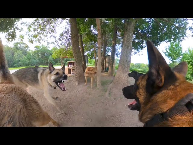 Belgian Malinois Proudly Showing Off His Destructiveness Delights