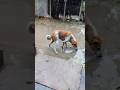 কুকুর যখন বৃষ্টির পানি পরিক্ষা করে। #shorts #dog