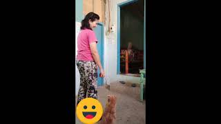 Annoying My dog with her favorite toy  (funny video) - Laugh Trip / Hopie's Reaction