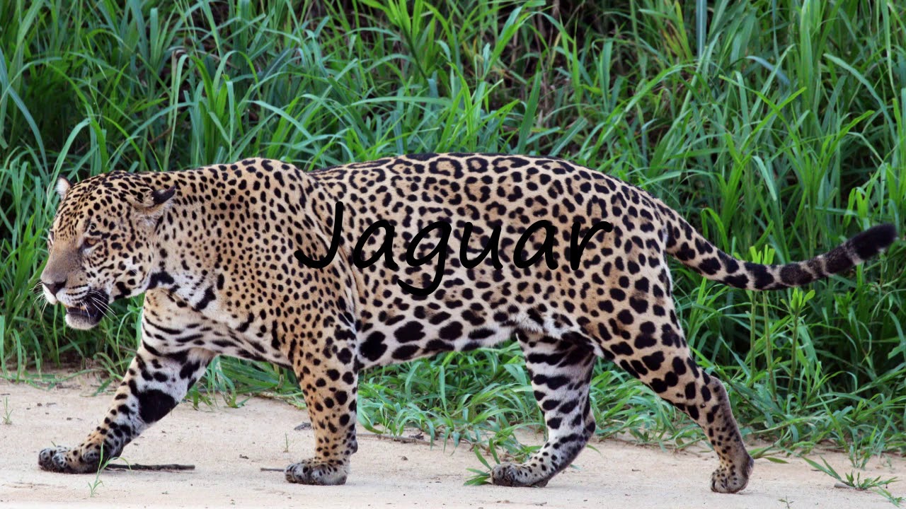 How to Pronounce Jaguar?