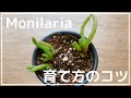 多肉植物 モニラリアの育て方！キットに再挑戦  | モニラリア 育て方 / How to grow monilaria