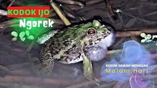 Marsh Frog Sound For Sleeping and Relaxing || suara kodok ijo