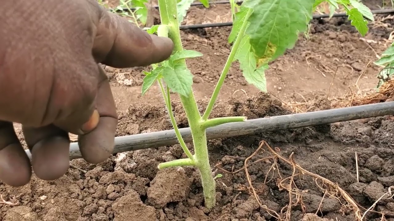 UTUNZAJI WA NYANYA NA UMUHIMU WA KUONDAO  MAJANI NA MATAWI