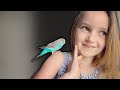 All about budgies as pets get to know blueberry  feat capri  part 1