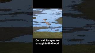 Reddish Egret Is a Smart Hunter #birds #california