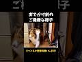 おでかけ前のご機嫌な様子【会話ボタンでしゃべる犬】 #shorts #犬