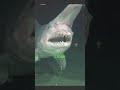 Goblin Shark The Alien Shark 😱 #shorts