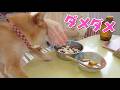 フライングに厳しいお姉ちゃんにしつけてもらう柴犬小夏！