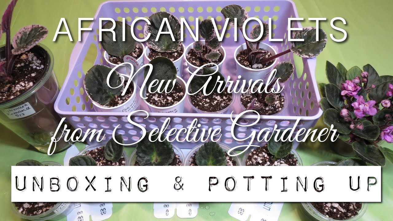 Моя коллекция африканских фиалок 2020 года — новинки от Selective Gardener — распаковка и пересадка