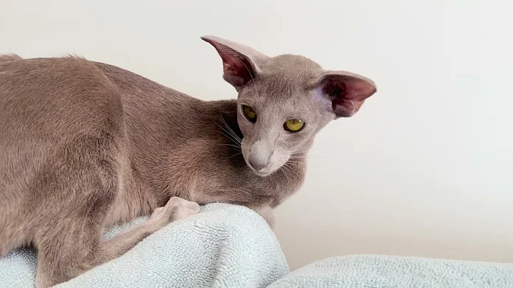 Watch the video about Lilac Oriental cat Mafiosi Lucrecia.