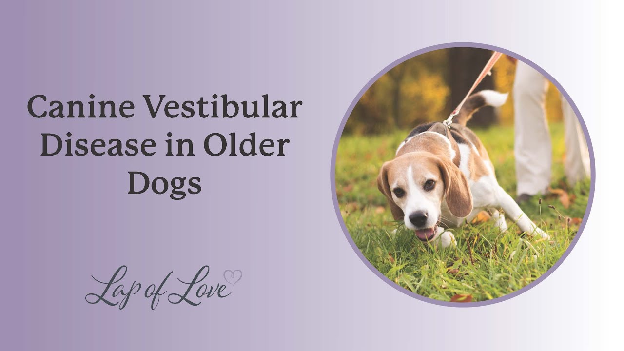 Canine Vestibular Disease in Older Dogs YouTube