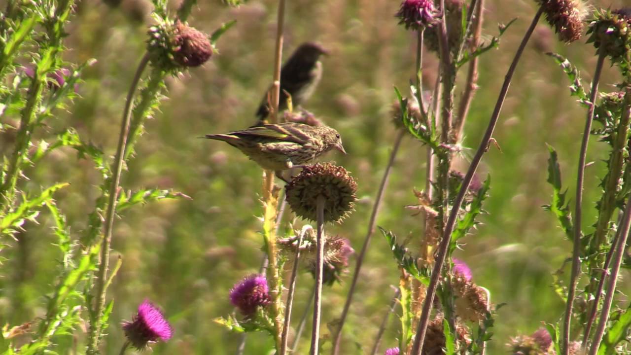 Gold Finches Eating Thistles in Idaho Yellow Gold Finch Pulls Thistles Seeds from a Flower