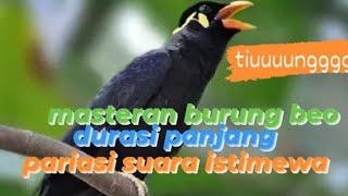 masteran burung beo,durasi panjang cocok untuk beo yg macet bunyi@suryabeo