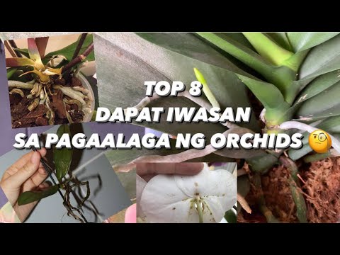 Video: Paano alagaan ang mga bulaklak ng orchid sa bahay: lupa, pagtutubig, pataba, mga sakit at paggamot nito