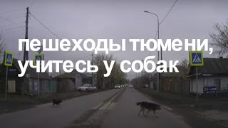 Собаки Тюмени умнее многих пешеходов/ Clever Dogs in Tyumen city, Russia Собаки Тюмени умнее многих пешеходов/ Clever Dogs in Tyumen city, Russia
