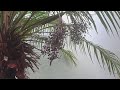Palma phoenix o rubelina  desde semilla