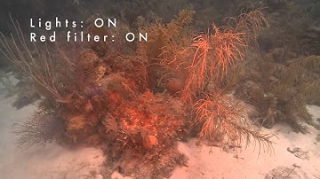 Camera settings: lights, red filter, white balance