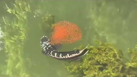 - Video của anh hàng xóm đẹp quá 👌👌 #luoicaudinhquang #lure #fishing #caloc #giaitri