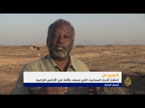 النشرة الاقتصادية الأولى 13/4/2017