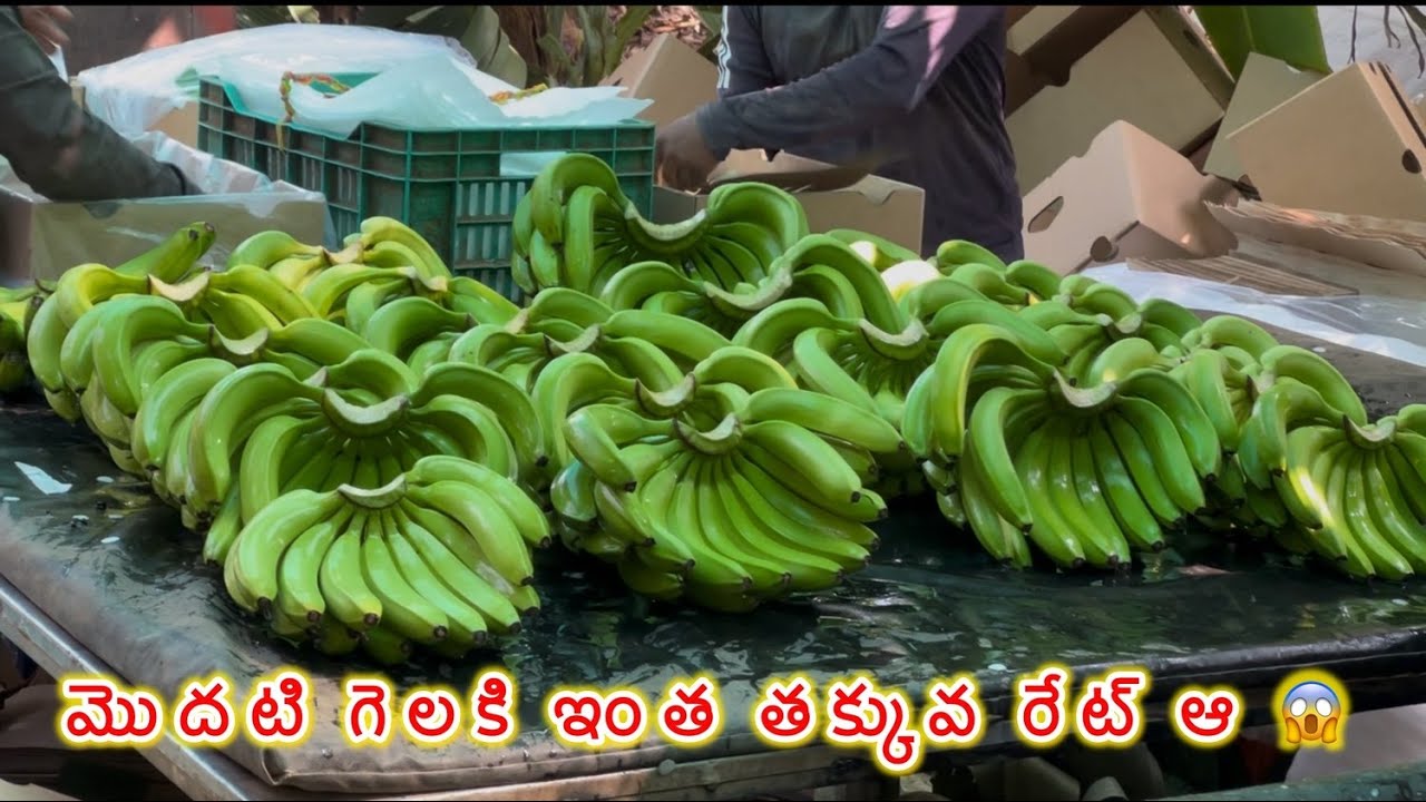 మొదటి గెల కదా ఇంకా కాస్త ఆగి ఉంటె రేట్ బాగుండేది #trending #banana #farming #kadapa #kasanur