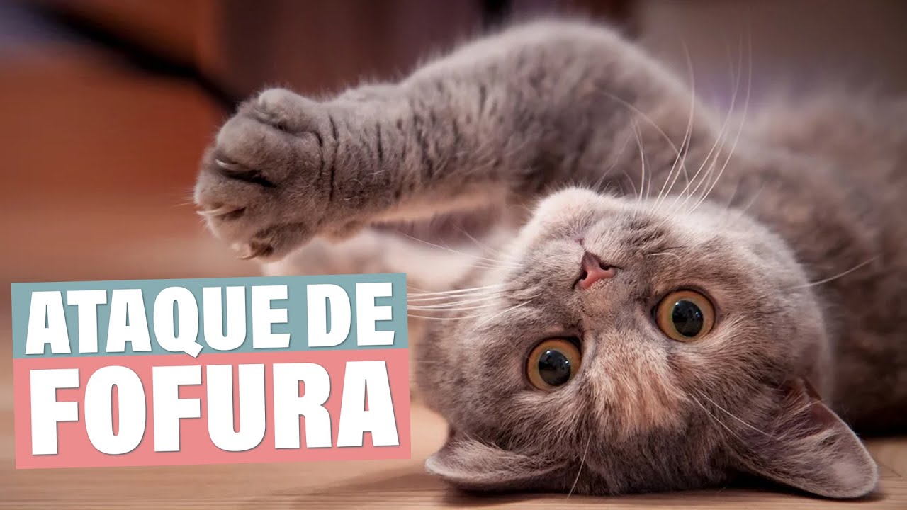 Gatos engraçados tente não rir video de gatos #gatosfalando #gatinhose