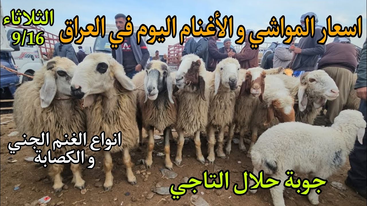 اسعار المواشي و الأغنام في العراق سوق مواشي التاجي في بغداد يوم الثلاثاء 9/16