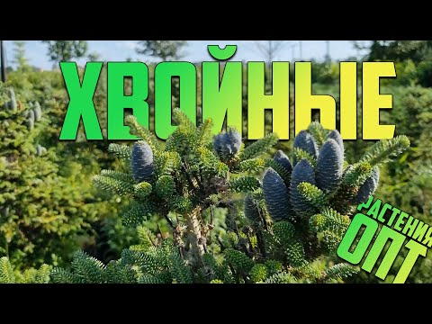 Где купить хвойные растения? Питомник хвойных растений в Московской области.