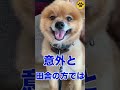外飼いされてたポメラニアンの保護犬#shorts