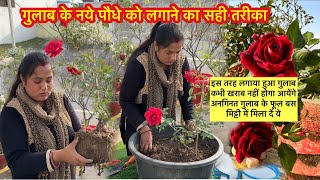 गुलाब के पौधा लगाते वक्त मिला दें ये देगा अनगिनत लगातार फूल | Rose plant repotting #rose #garden