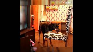 smart dog trick is owner #dog #doglovers #funnyvideo