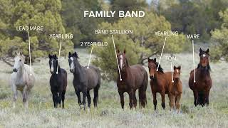 Wild Horse-isms: Wild Horse/Mustang Social Structure by Wild Lands Wild Horses 1,257 views 2 years ago 1 minute, 28 seconds